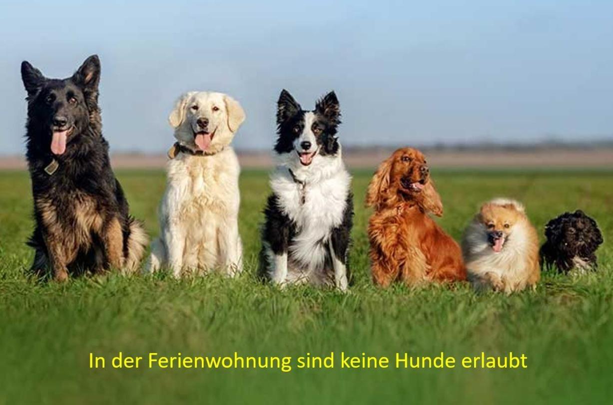Pension & Ferienwohnung Oberhof 810 M ห้อง รูปภาพ